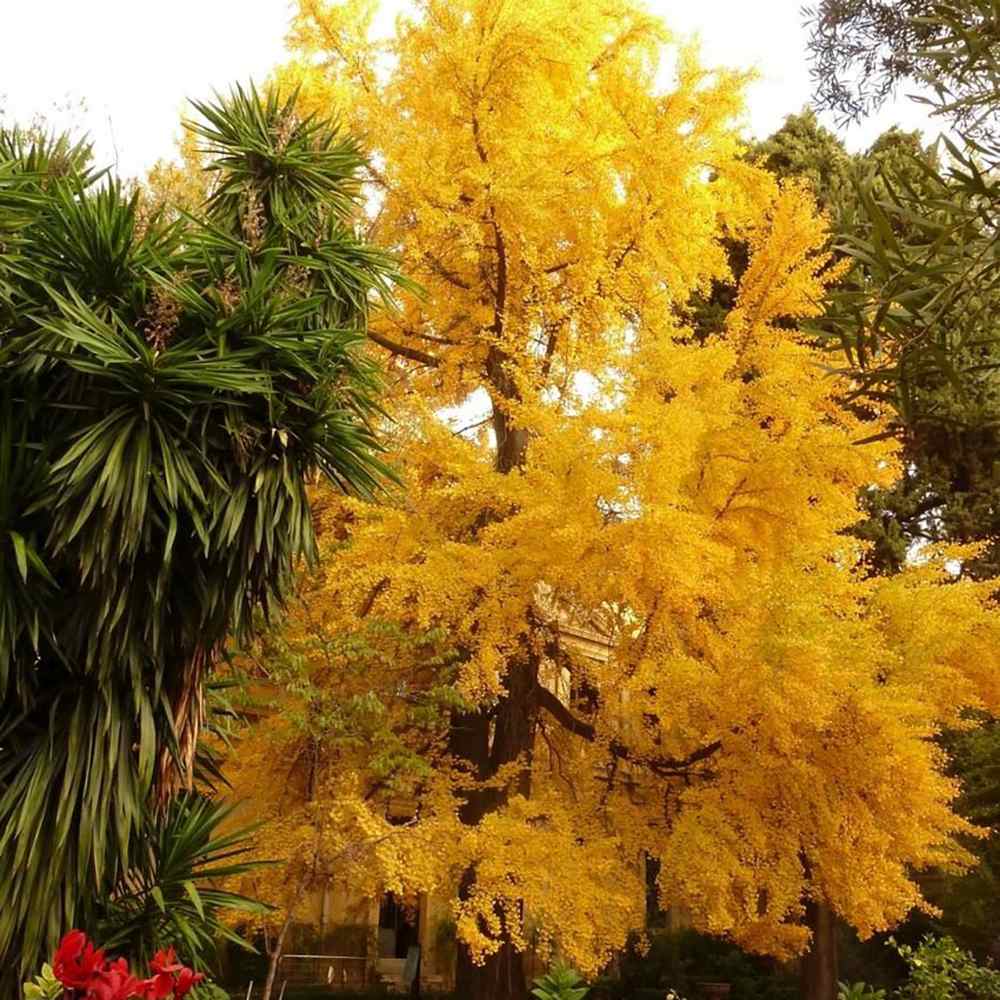 Arborele Pagodelor (Ginkgo Biloba)