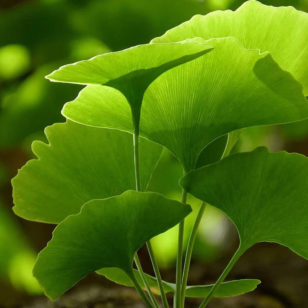 Arborele Pagodelor (Ginkgo Biloba)