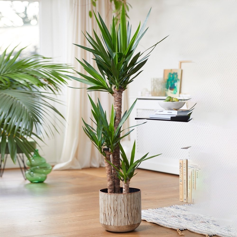 Arborele Vietii (Yucca Elephantipes) - 130 cm