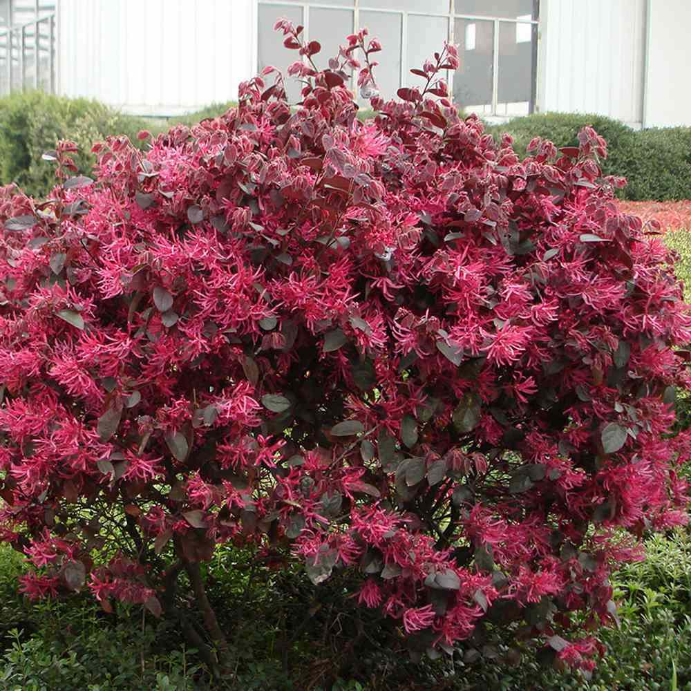 Arbust Chinezesc Loropetalum Black Pearl, cu flori violet-inchis negru