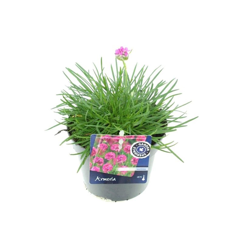 Armeria Splendens, cu flori roz vibrant