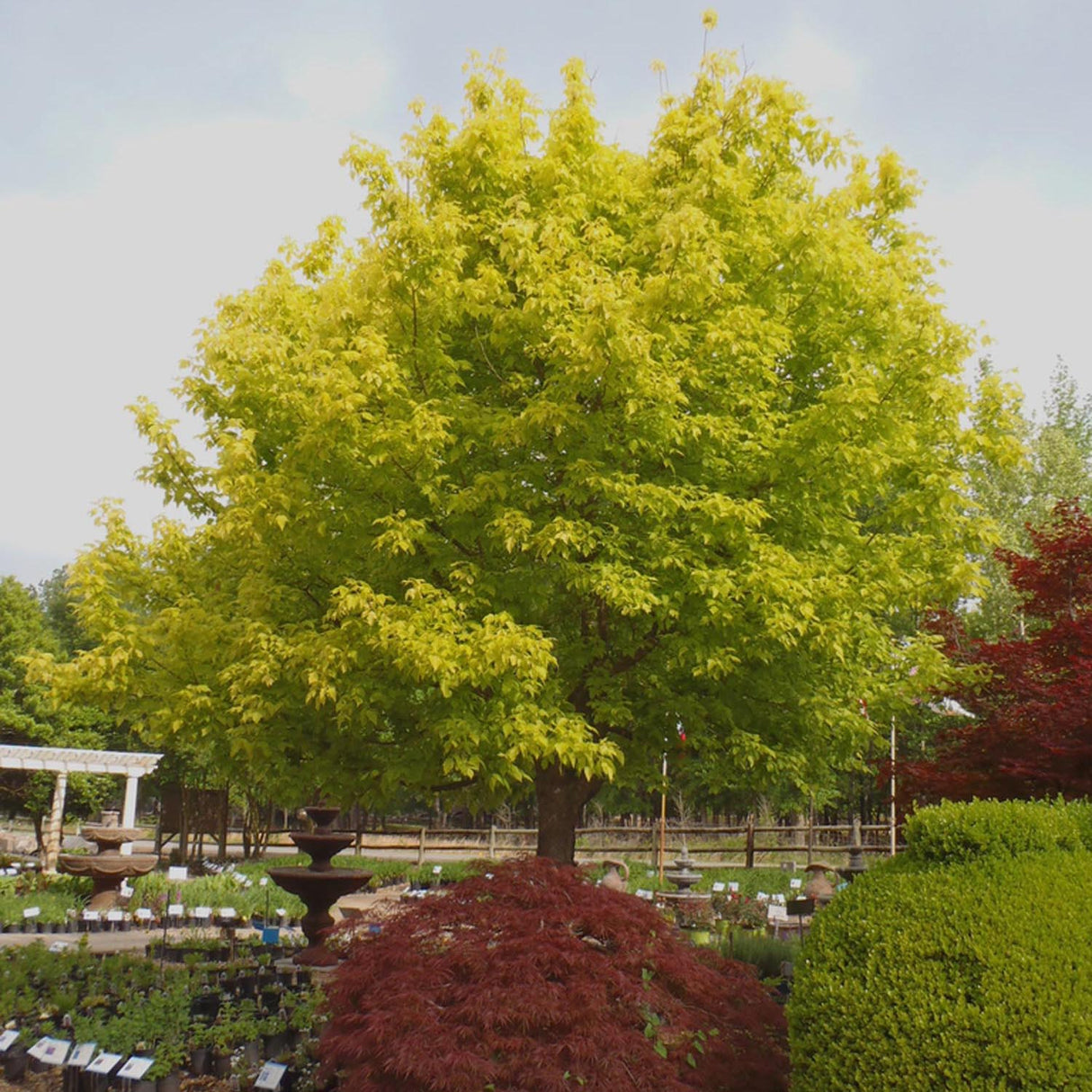 Artar American Kellys Gold, cu frunzis auriu