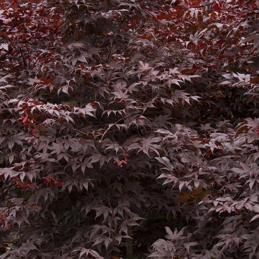 Японски клен Atropurpureum, с червено-лилава зеленина