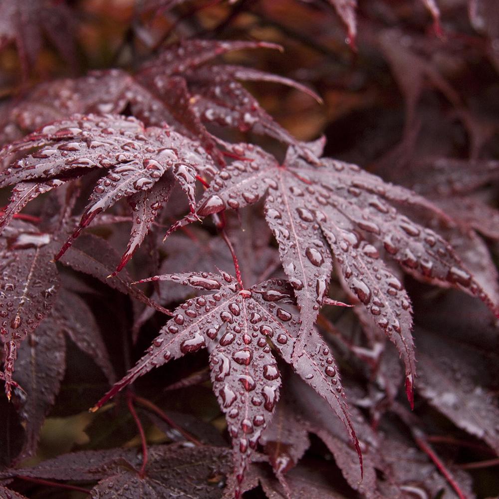 Artar Japonez Atropurpureum, cu frunzis rosu-purpuriu