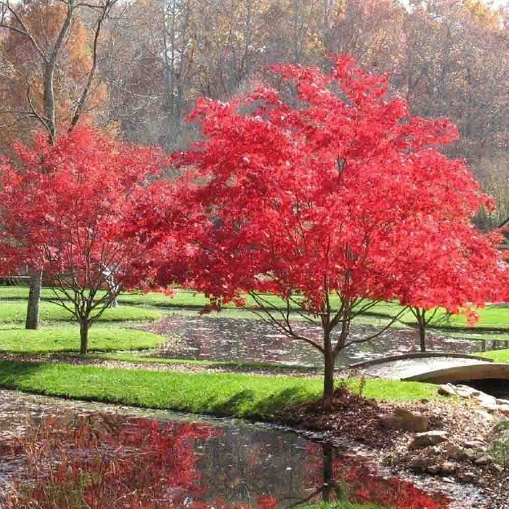 Artar Japonez Beni-Maiko, cu frunzis roz-verde
