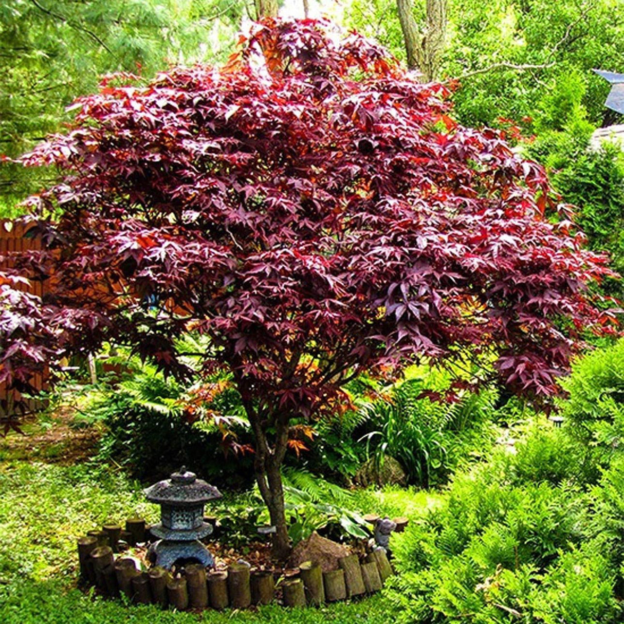 Японски клен Bloodgood, с червено-лилава зеленина