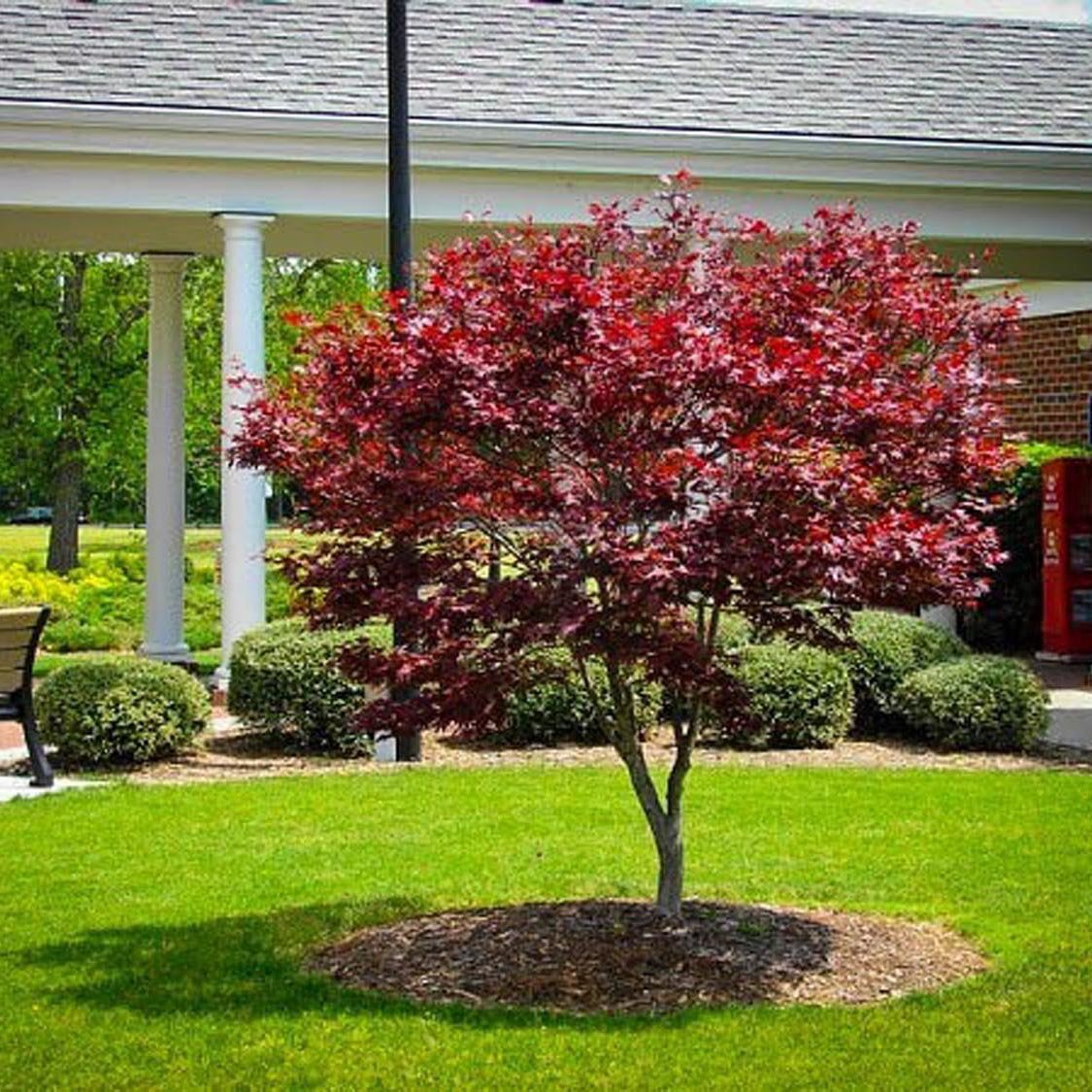 Японски клен Bloodgood, с червено-лилава зеленина