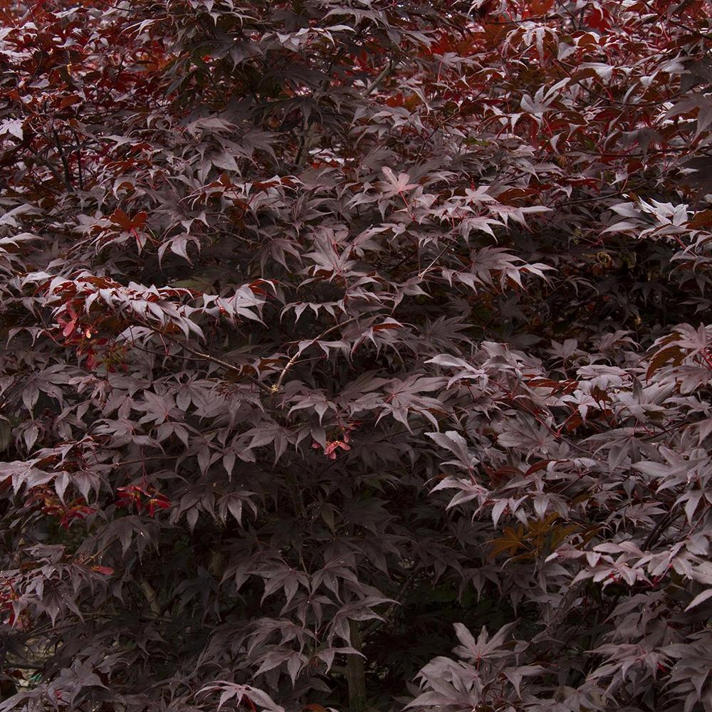 Японски клен Bloodgood, с червено-лилава зеленина