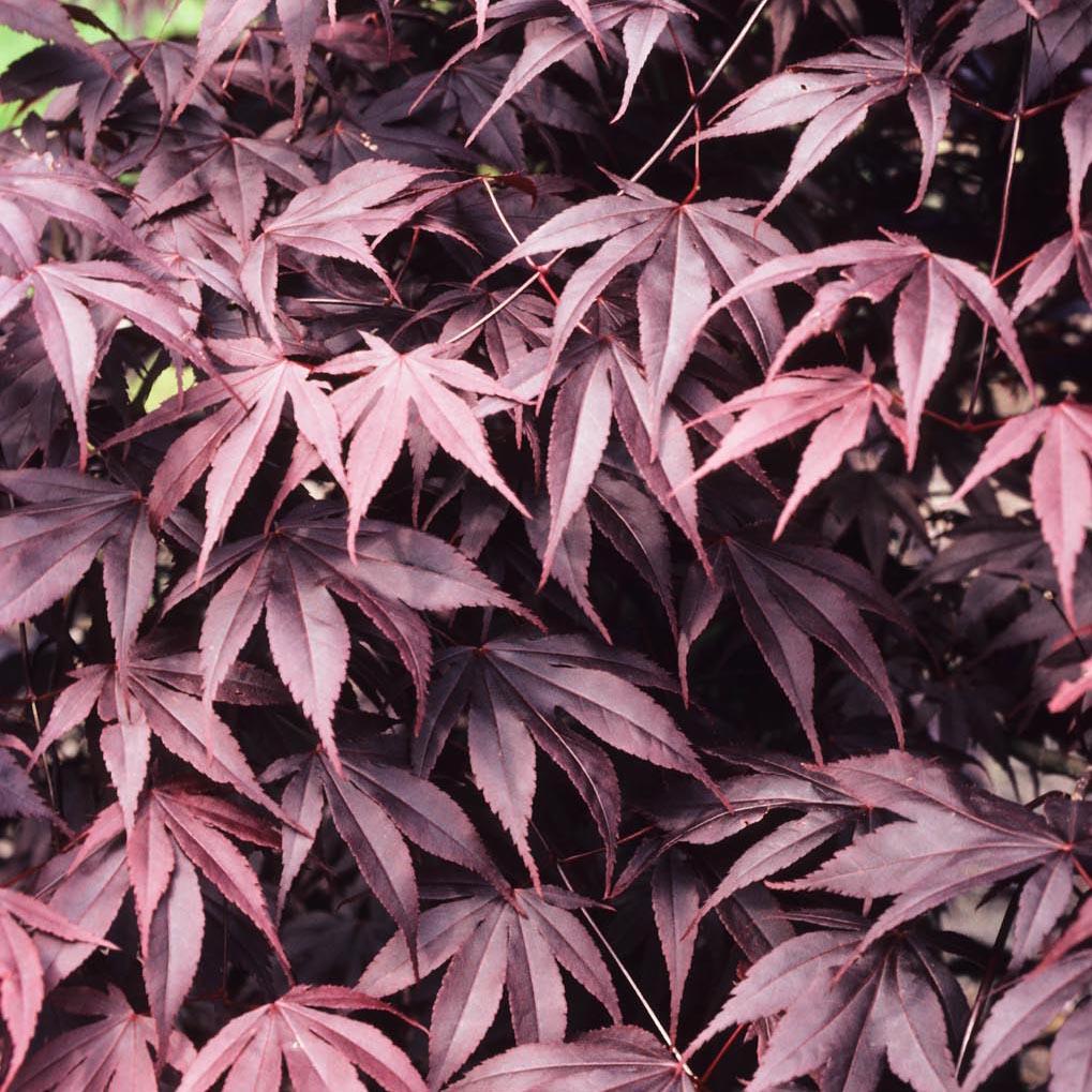 Artar Japonez Bloodgood, cu frunzis rosu-purpuriu