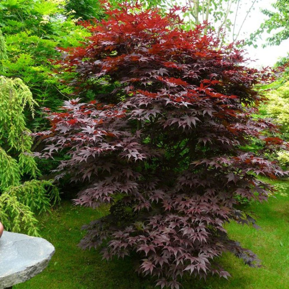 Artar Japonez Bloodgood, cu frunzis rosu-purpuriu