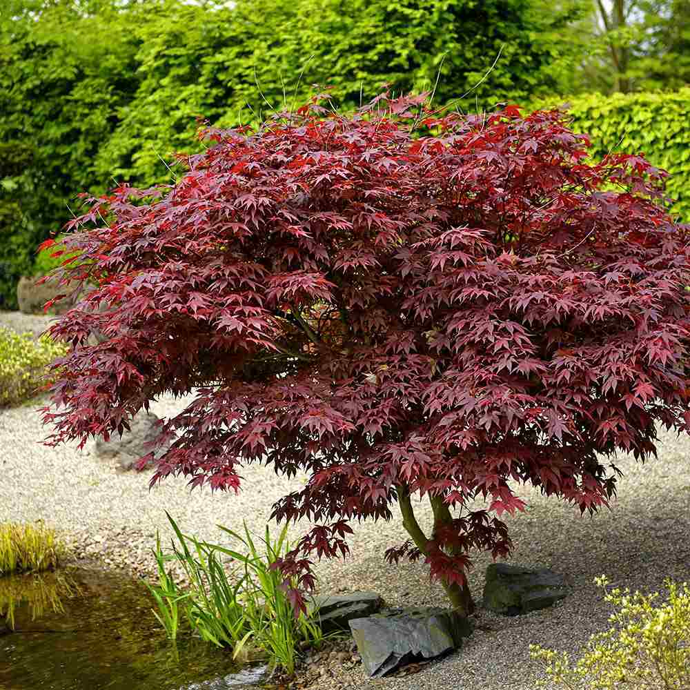 Японски клен Bloodgood, с червено-лилава зеленина