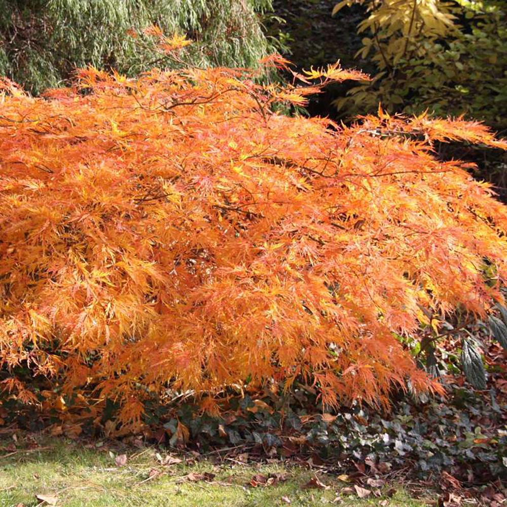 Artar Japonez Dissectum, cu frunzis verde