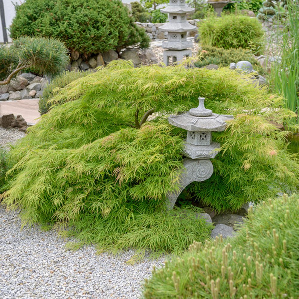 Artar Japonez Dissectum, cu frunzis verde