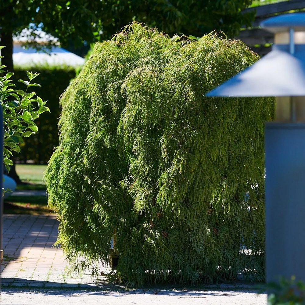 Artar Japonez Dissectum, cu frunzis verde