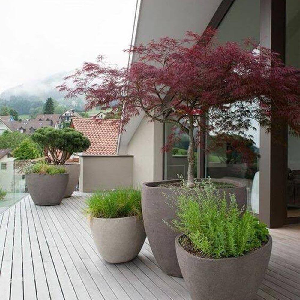 Artar Japonez Dissectum Garnet, cu frunzis rosu - aprins