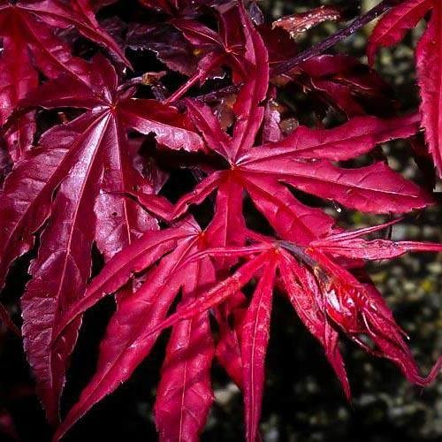 Японски клен червен Red Emperor