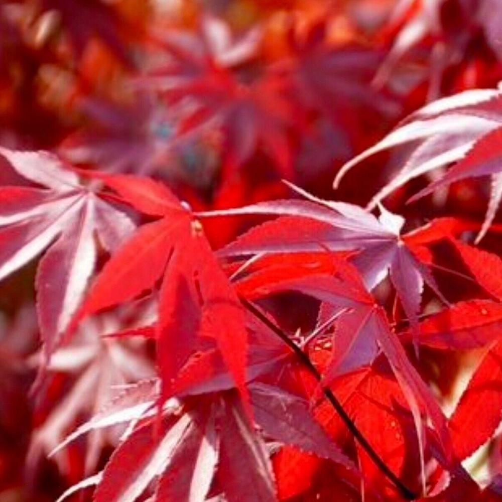 Artar Japonez Fireglow, cu frunzis rosu intens