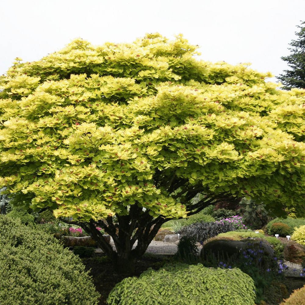 Artar Japonez Jordan, cu frunzis auriu - galben