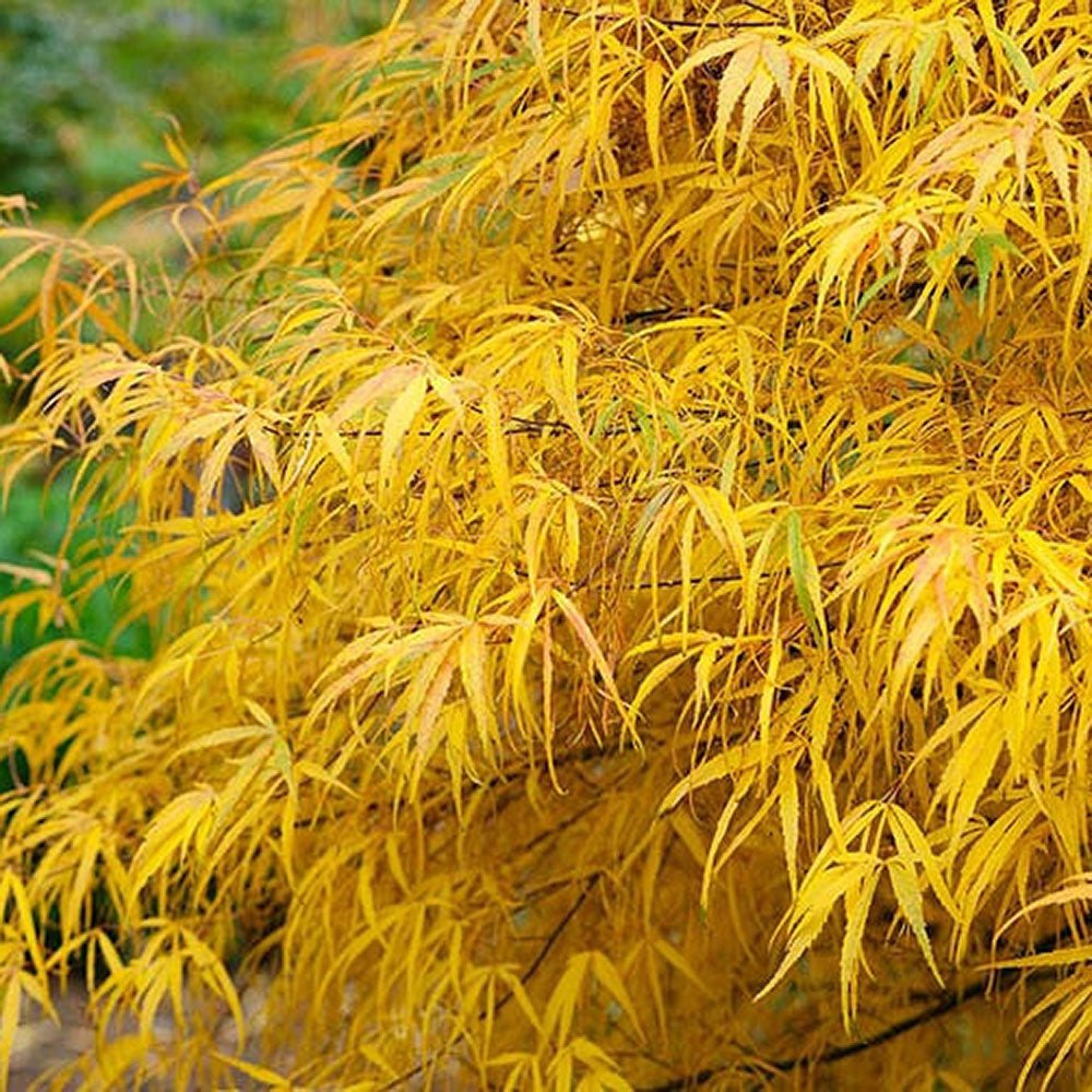 Японски клен Koto-No-Ito, със златиста листна маса, елегантен, фини листа, зрелищни есенни цветове