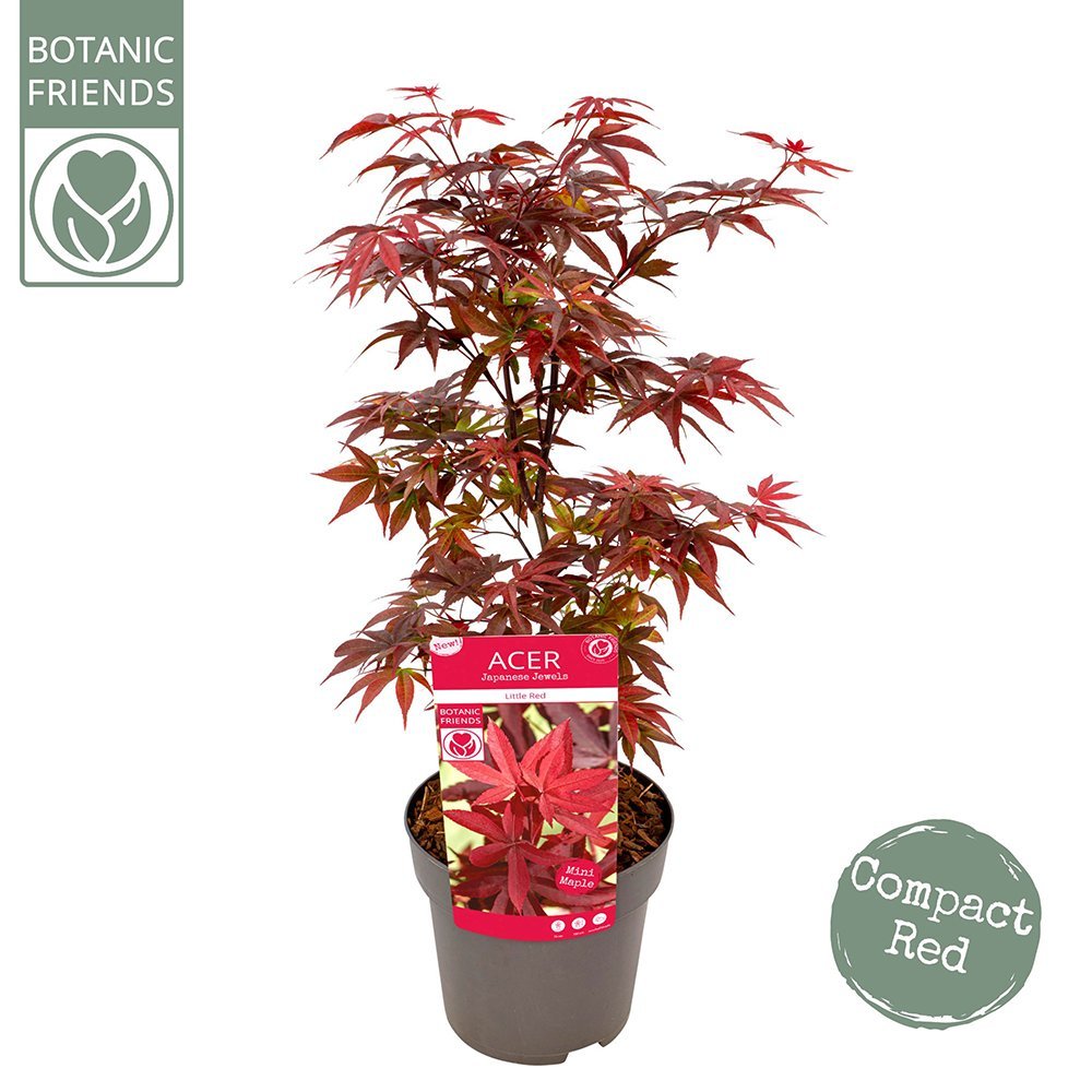 Artar Japonez Little Red, cu frunzis rosu