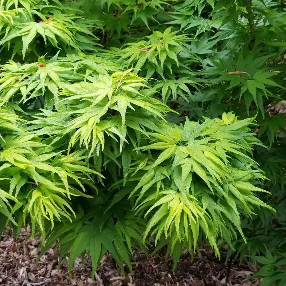 Artar Japonez Mikawa Yatsubusa, cu frunzis verde