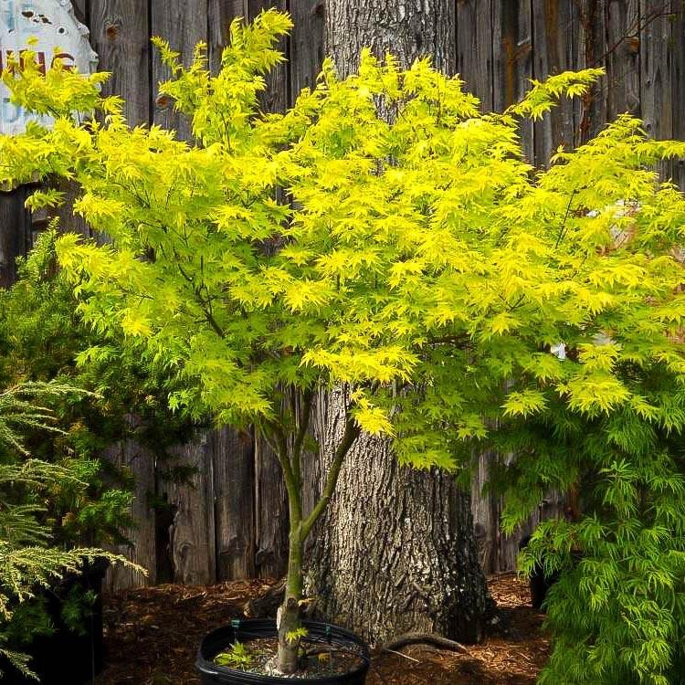 Artar Japonez Orange Dream, cu frunzis auriu-portocaliu