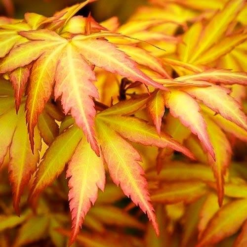 Artar Japonez Orange Dream, cu frunzis auriu-portocaliu