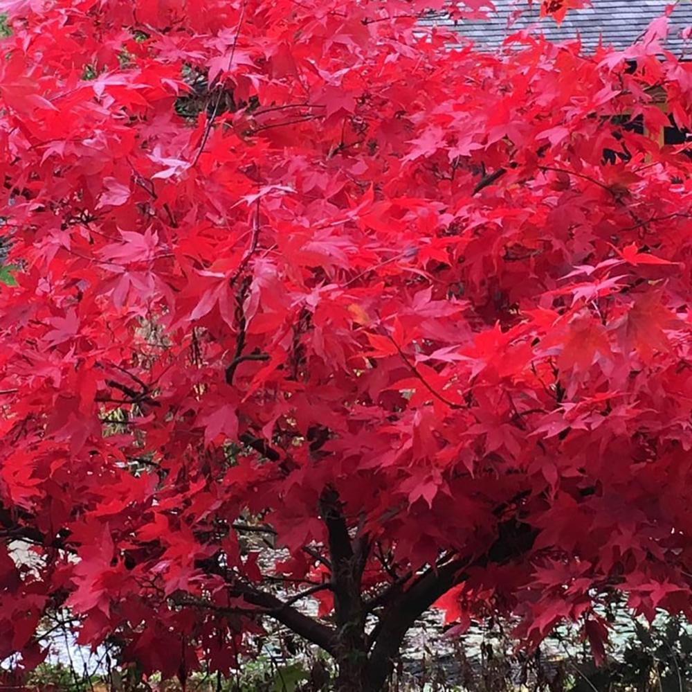 Artar Japonez Osakazuki, cu frunzis rosu - aprins