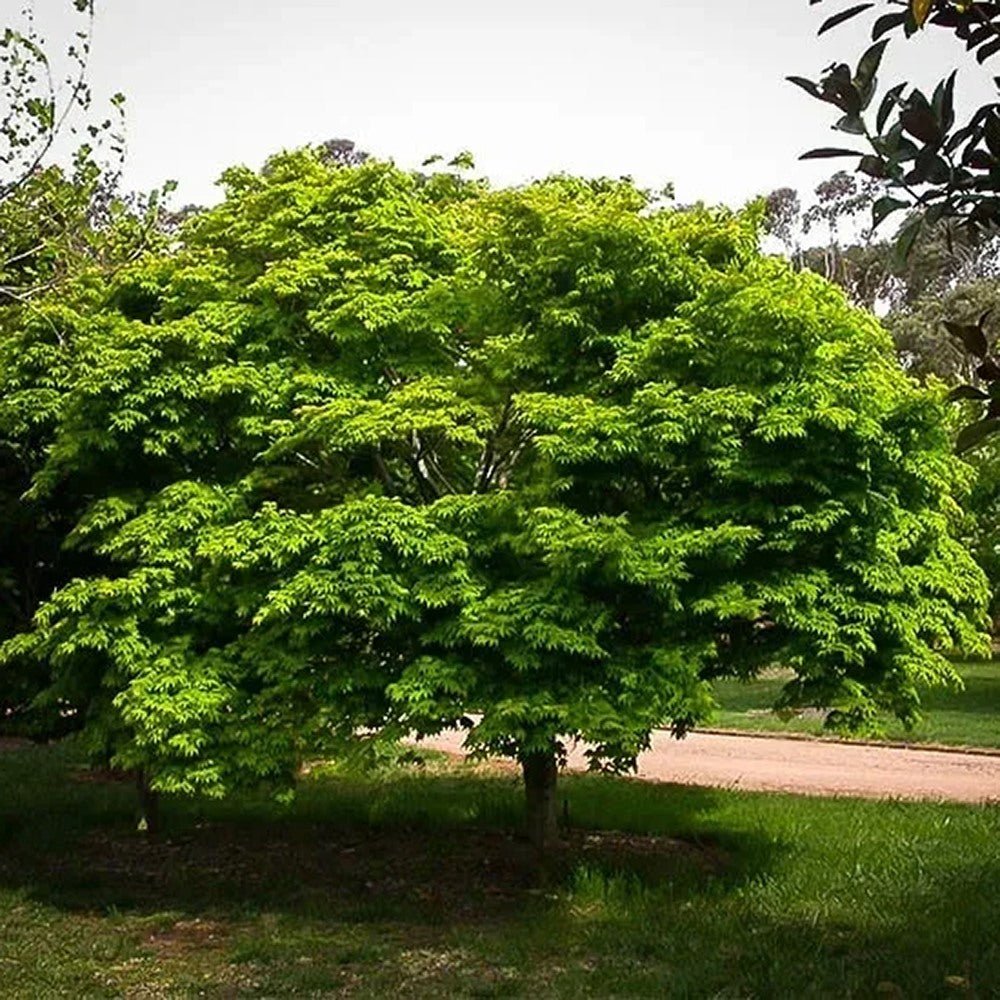 Artar Japonez Osakazuki, cu frunzis rosu - aprins