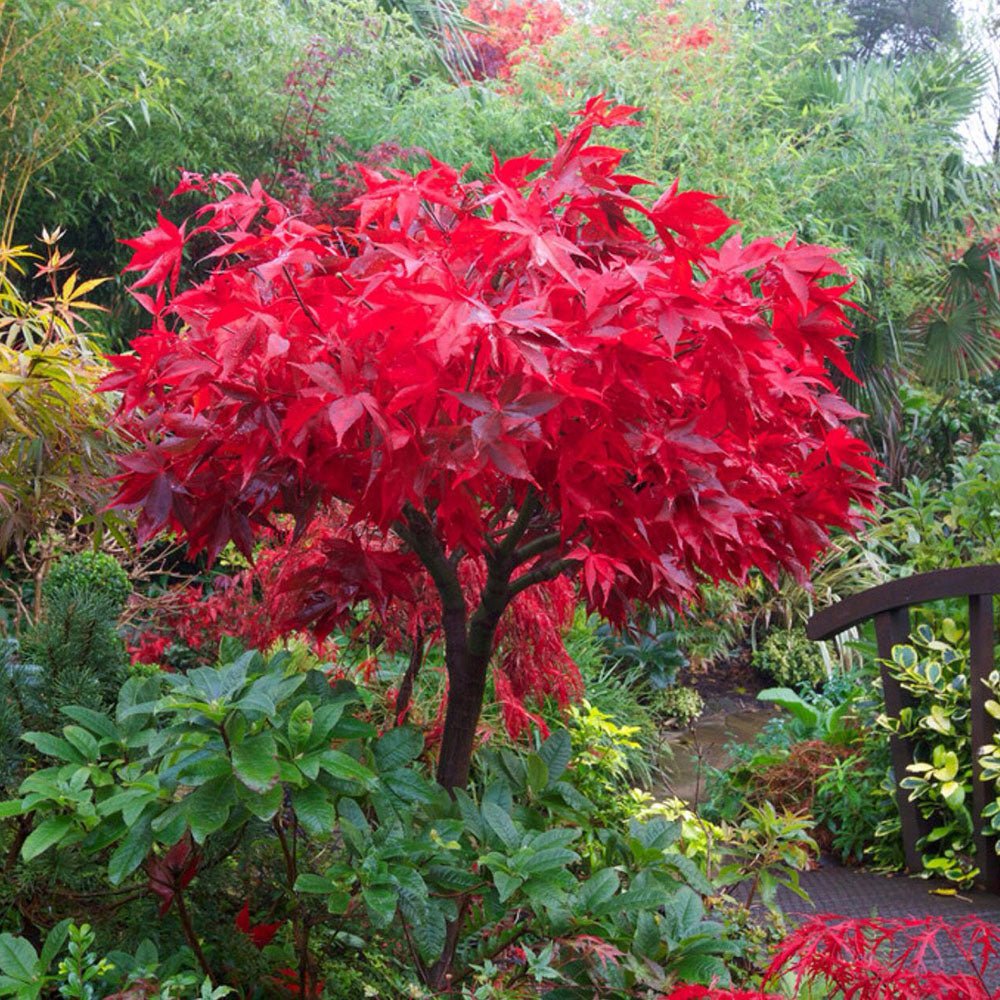 Artar Japonez Osakazuki, cu frunzis rosu - aprins
