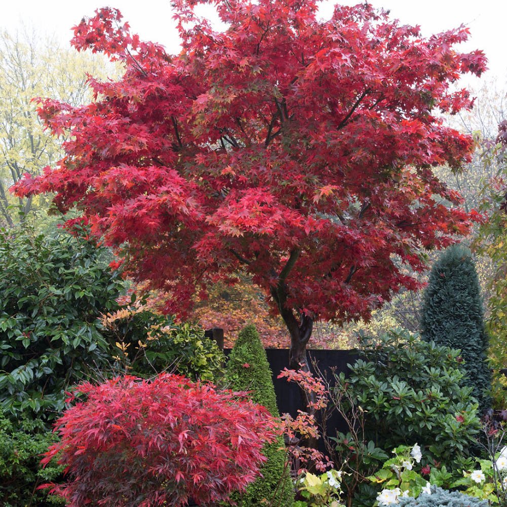 Artar Japonez Osakazuki, cu frunzis rosu - aprins