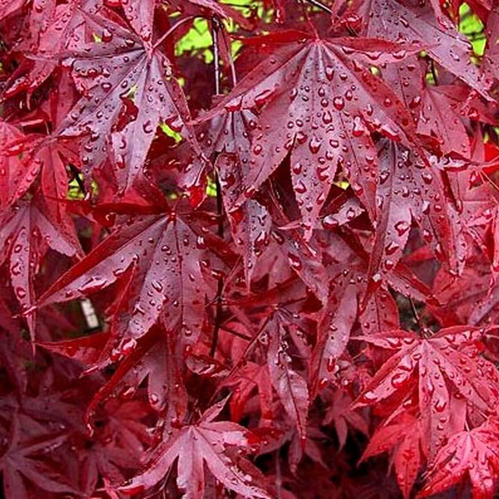 Artar Japonez Red Emperor, cu frunzis rosu - inchis