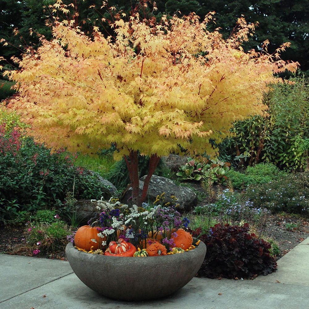 Artar Japonez Sangokaku, cu frunzis galben-portocaliu