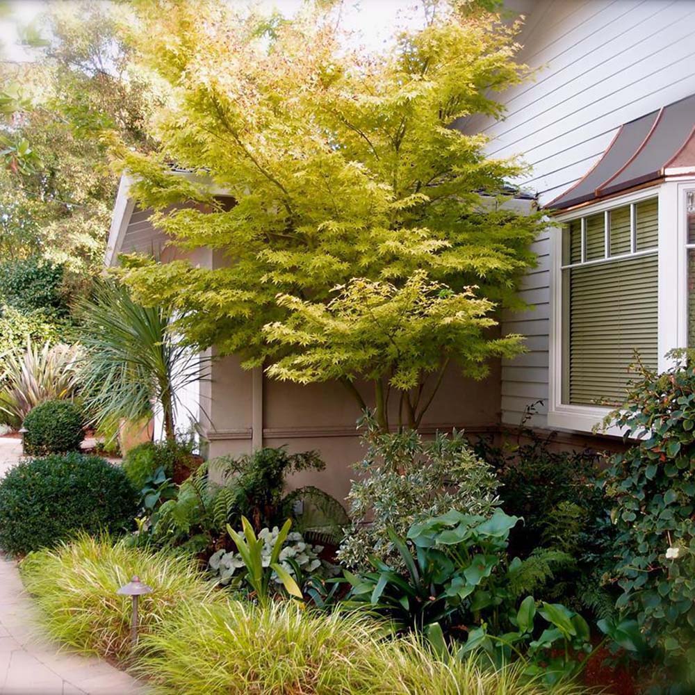 Artar Japonez Sangokaku, cu frunzis galben-portocaliu