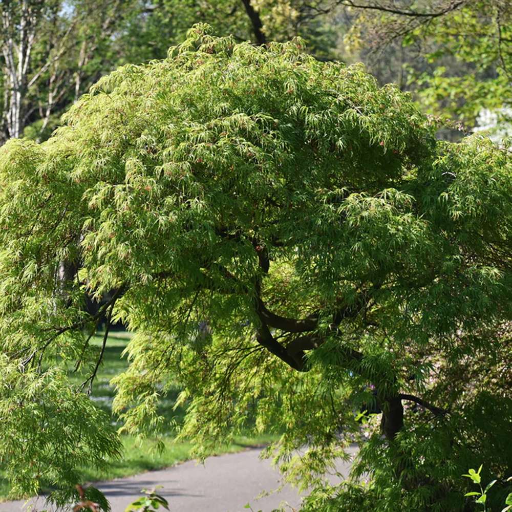 Artar Japonez Seiryu, cu frunzis verde-deschis