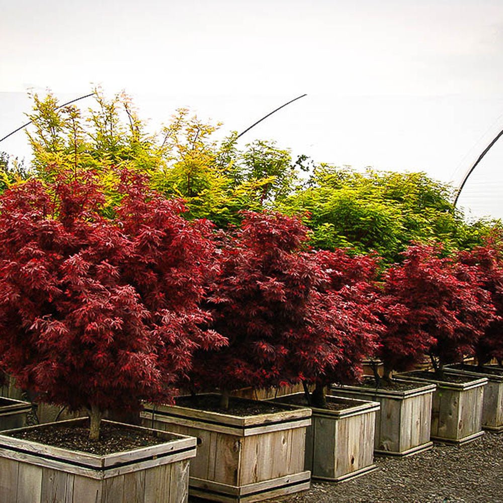 Artar Japonez Shaina, cu frunzis rosu- deschis