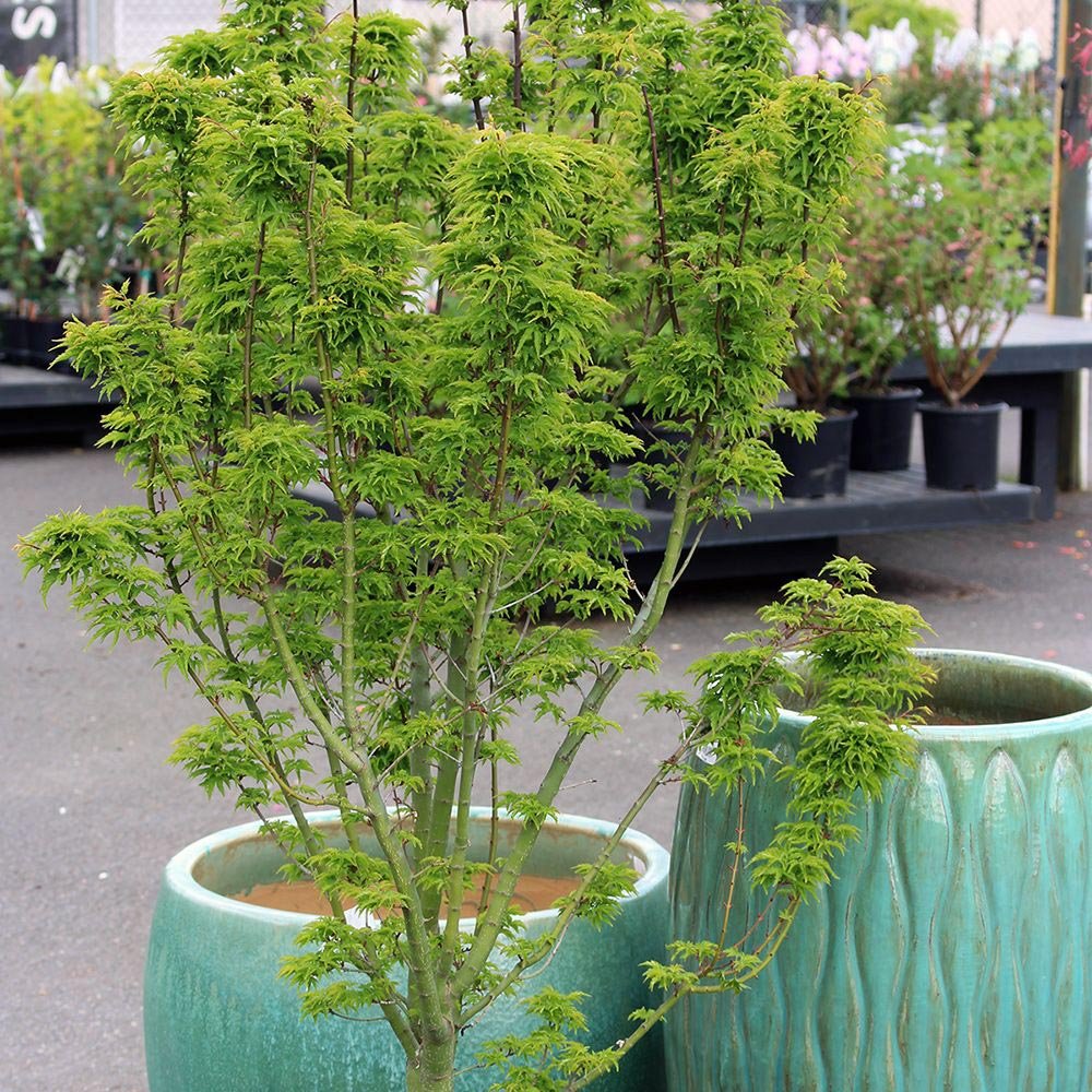 Artar Japonez Shishigashira, cu frunzis verde