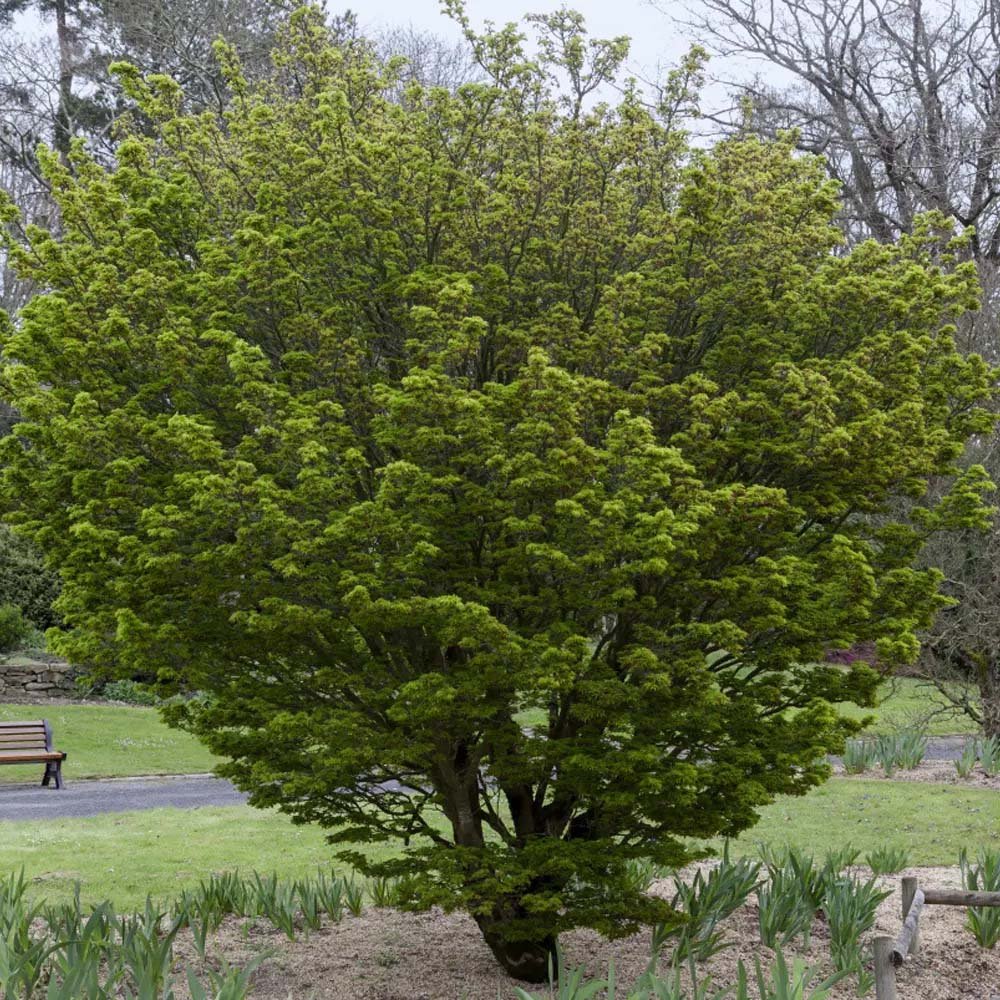 Artar Japonez Shishigashira, cu frunzis verde