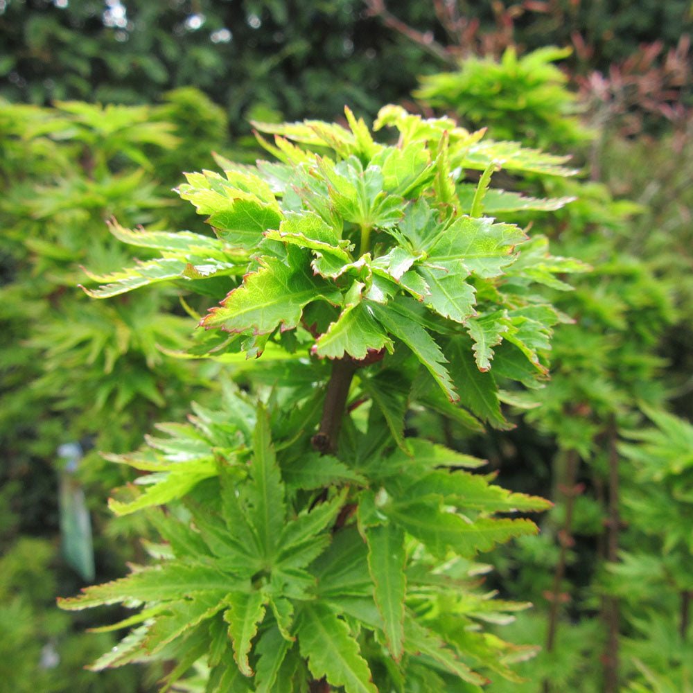 Artar Japonez Shishigashira, cu frunzis verde