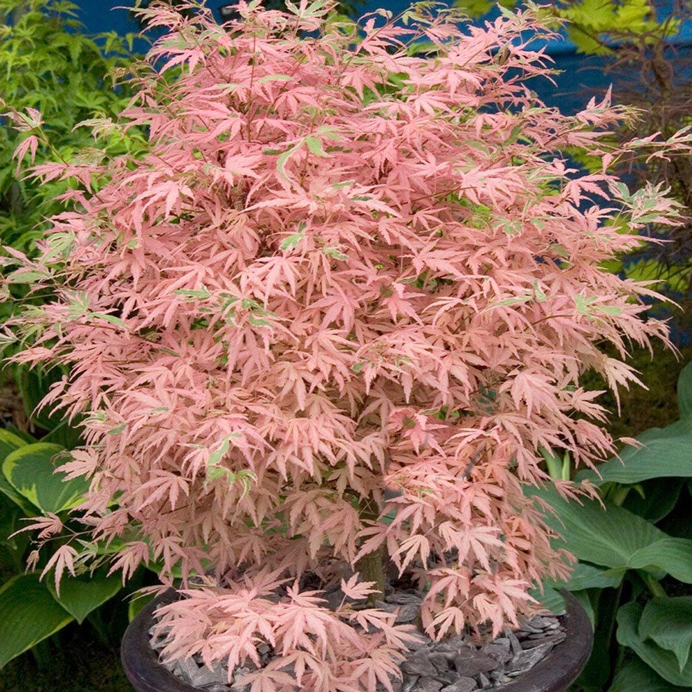 Artar Japonez Taylor, cu frunzis roz