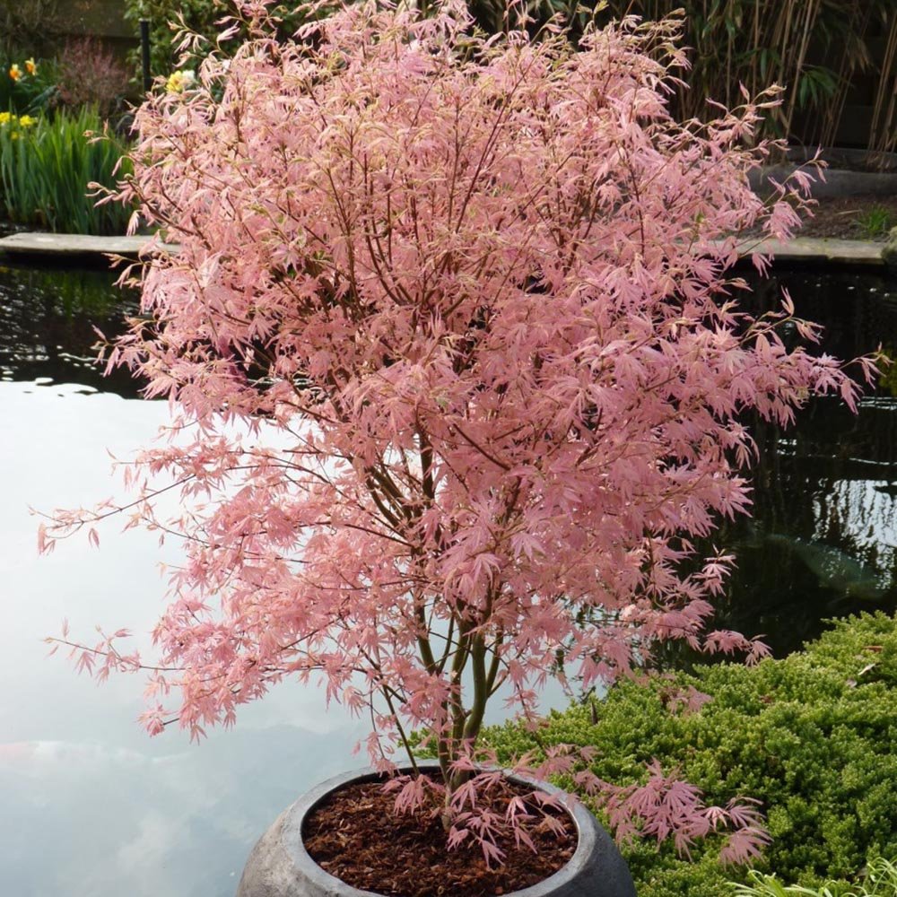 Artar Japonez Taylor, cu frunzis roz