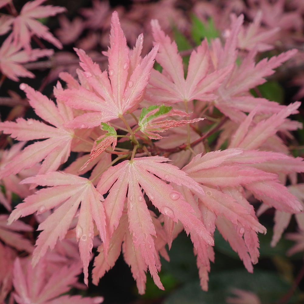 Artar Japonez Taylor, cu frunzis roz