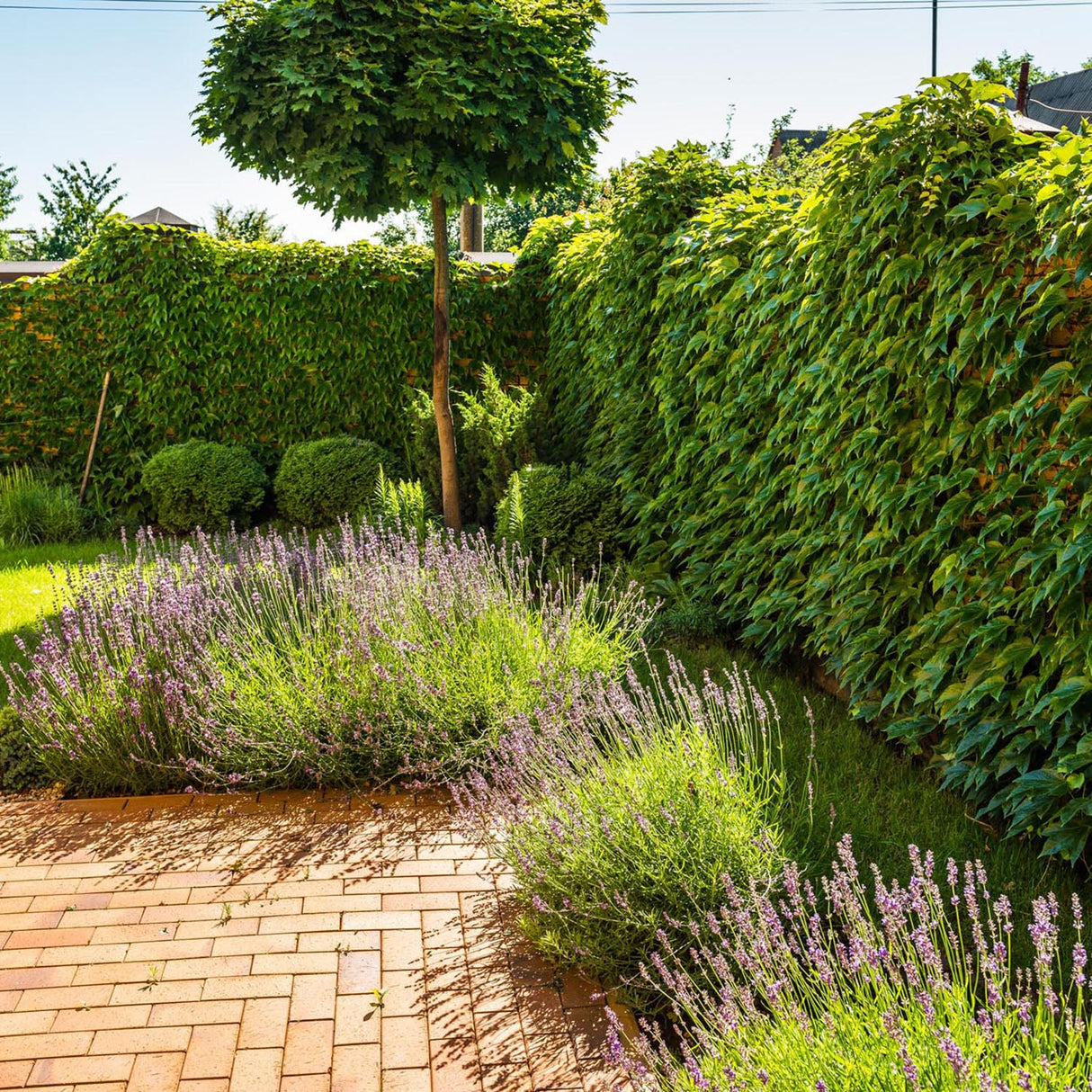 Кълбовиден норвежки клен (Acer Platanoides Globosum)