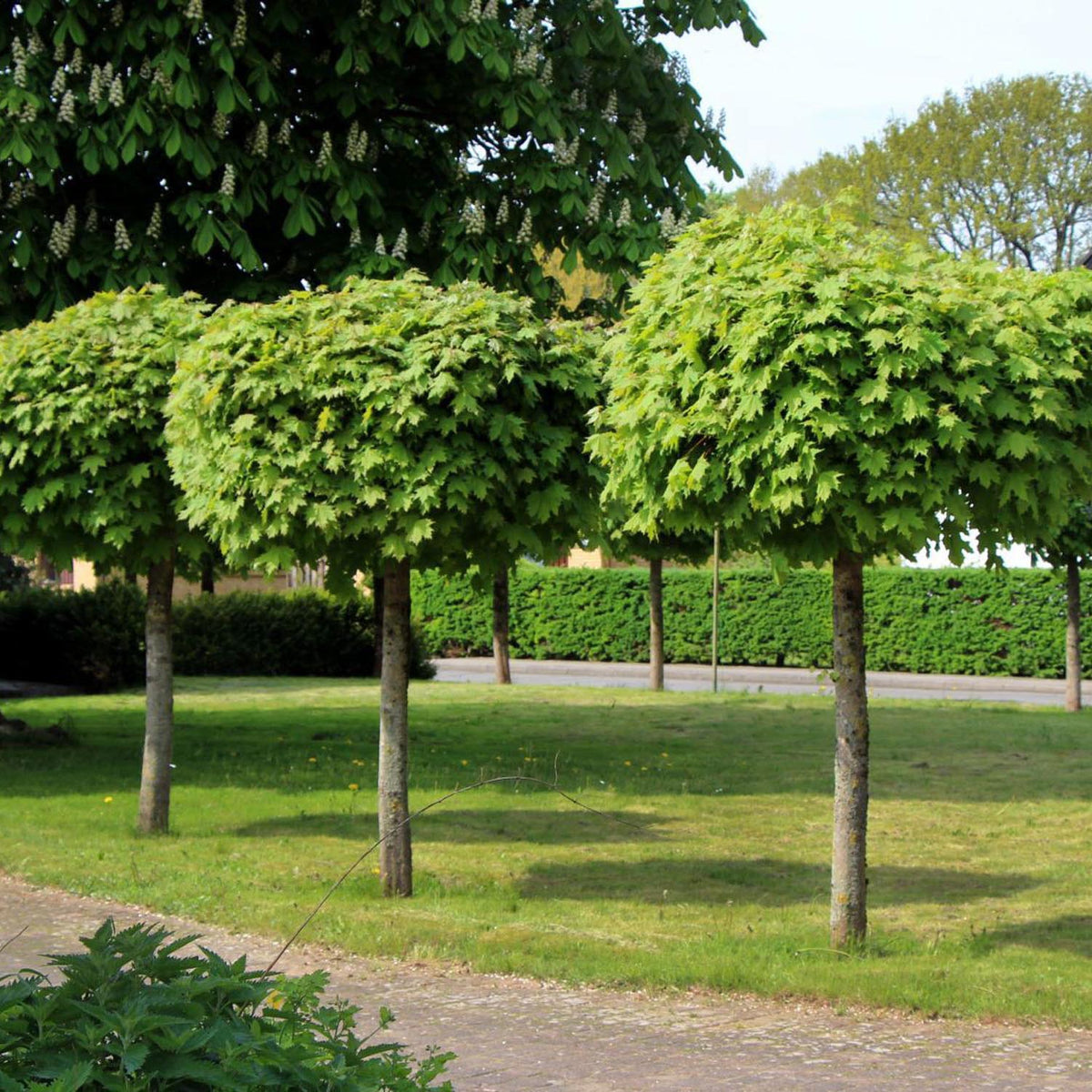 Artar Norvegian Globular (Acer Platanoides Globosum)
