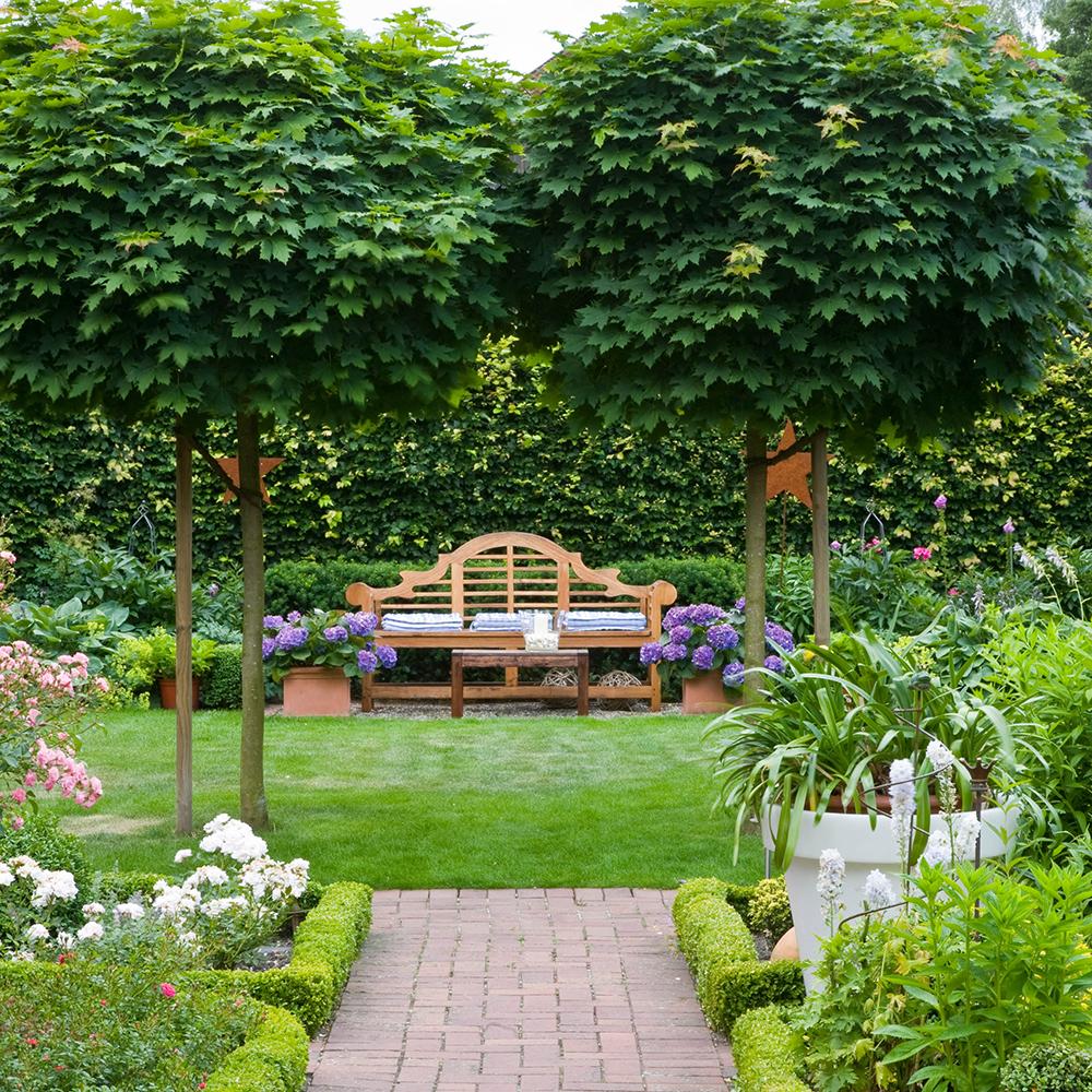 Кълбовиден норвежки клен (Acer Platanoides Globosum)