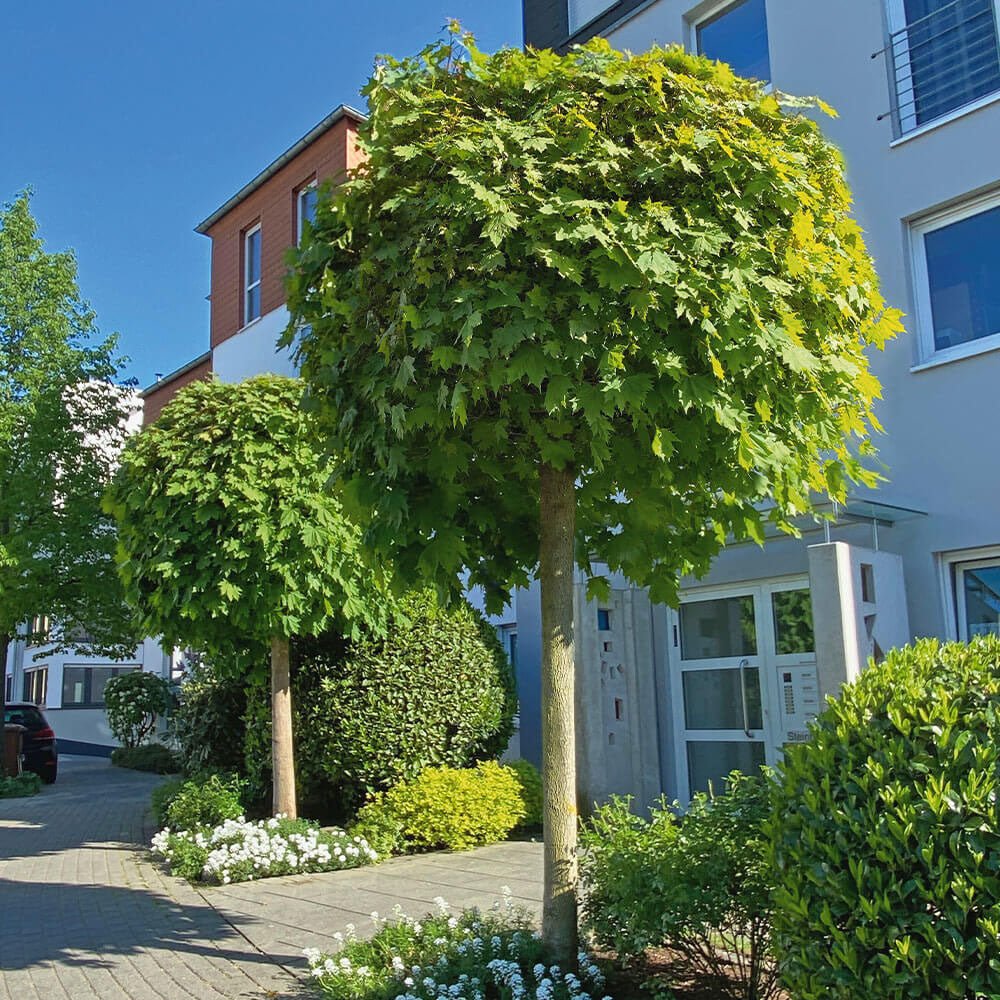 Artar Norvegian Globular (Acer Platanoides Globosum)