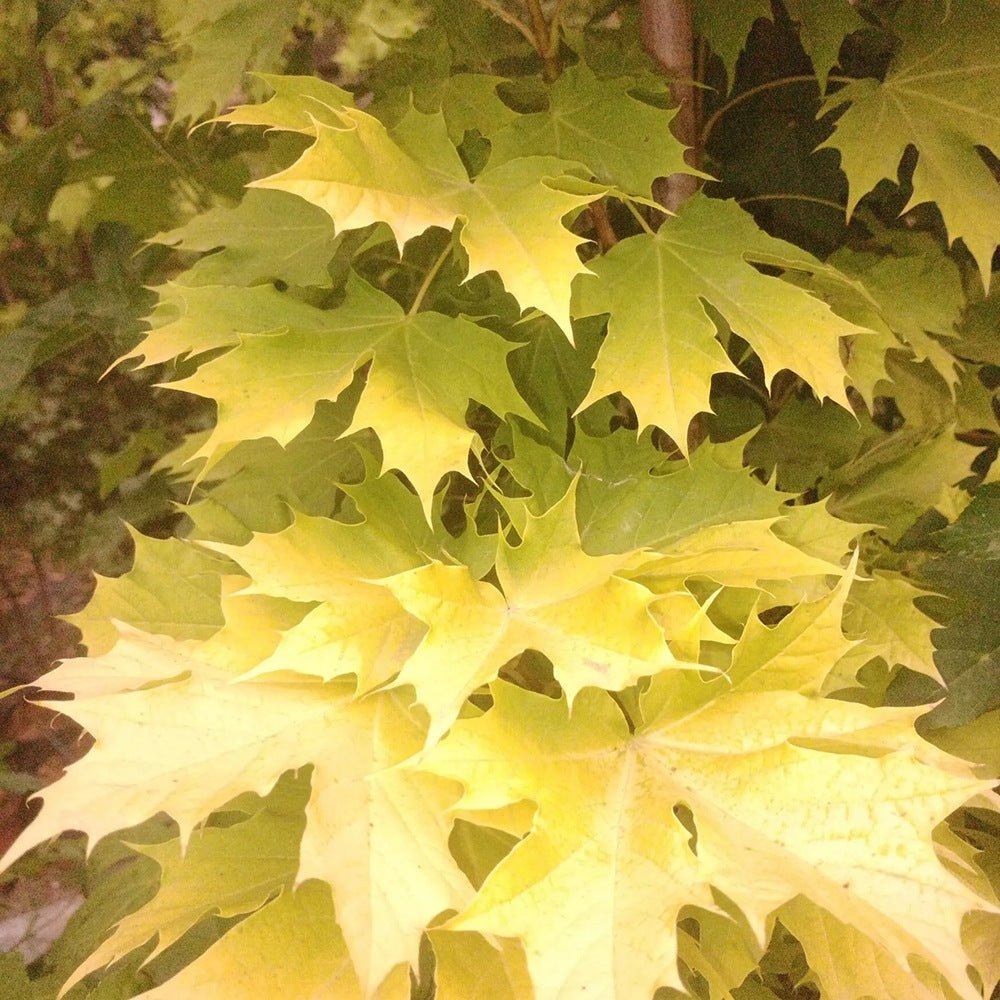 Artar Norvegian Princeton Gold