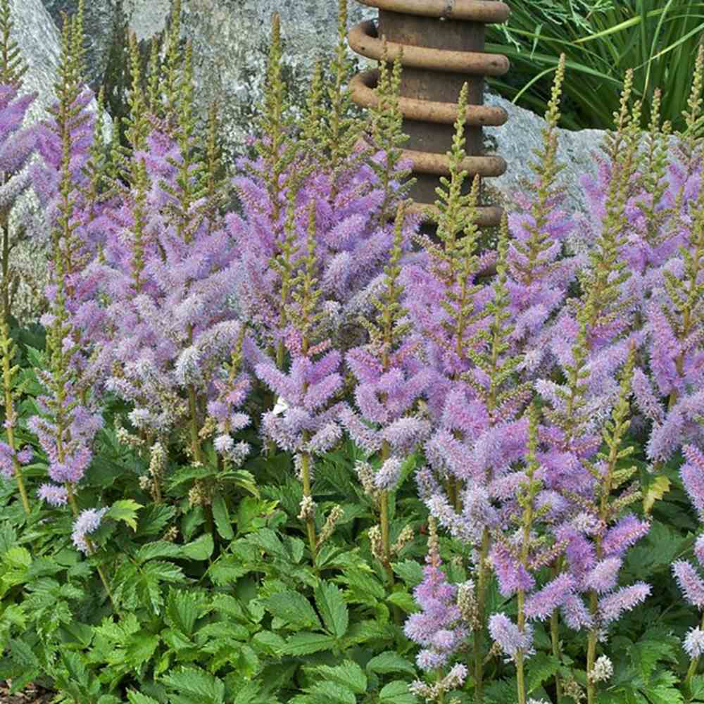 Astilbe Pumilia, cu flori roz-lila
