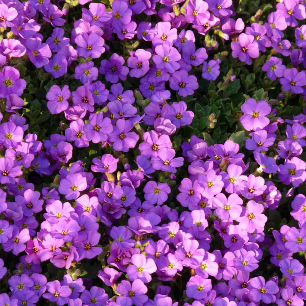 Aubrieta Hamburger Stadtpark (Campanula), taratoare, cu flori violet intens