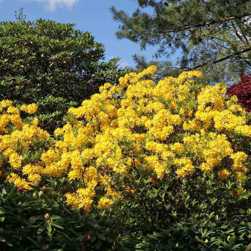 Azaleea Japoneza (Rhododendron) Mollis Anneke, cu flori aurii